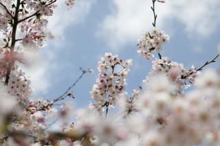 foto,tela,gratis,paisaje,fotografía,idea,Primavera de uno cerezo de Yoshino, Cerezo, , , Cerezo de Yoshino