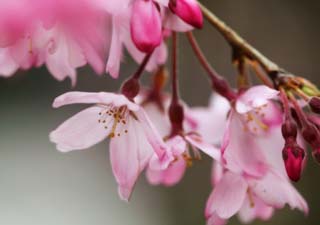 foto,tela,gratis,paisaje,fotografía,idea,Un cerezo cayendo, Cerezo, , , Cuelgo, y es cimbel