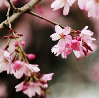 foto,tela,gratis,paisaje,fotografía,idea,El mundo de un cerezo, Cerezo, , , Pétalo