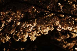 foto,tela,gratis,paisaje,fotografía,idea,Luminosidad de se ir para ver flores de cerezo por la noche, Cerezo, , , Cerezo de Yoshino