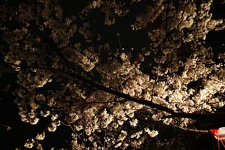 foto,tela,gratis,paisaje,fotografía,idea,Luminosidad de se ir para ver flores de cerezo por la noche, Cerezo, , , Cerezo de Yoshino