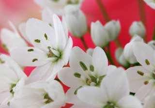 foto,tela,gratis,paisaje,fotografía,idea,Un floret blanco, Blanco, Flor, , Pétalo