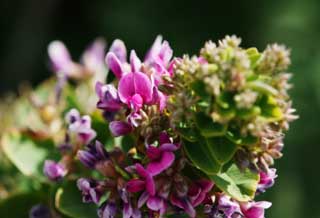 foto,tela,gratis,paisaje,fotografía,idea,Un floret morado, Soy morado, Floret, Hierba salvaje, Frijol