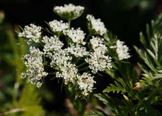 foto,tela,gratis,paisaje,fotografía,idea,Es una hormiga a un floret blanco, Blanco, Floret, Hierba salvaje, Disponible