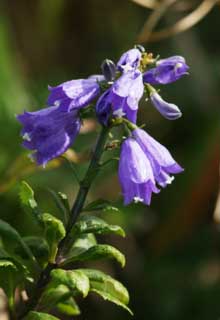 foto,tela,gratis,paisaje,fotografía,idea,Adenophora triphylla, Soy morado, Adenophortriphylla, Hierba salvaje, Flor