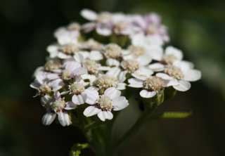 foto,tela,gratis,paisaje,fotografía,idea,Un floret blanco, Blanco, Floret, Hierba salvaje, Pétalo