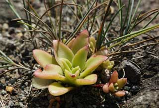 foto,tela,gratis,paisaje,fotografía,idea,Una planta carnosa, Planta carnosa, Botón, Permiso joven, Acción