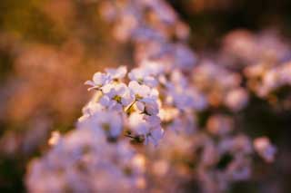 foto,tela,gratis,paisaje,fotografía,idea,Anochecer de un spirea, , Spiraea, Spirea, El sol poniente