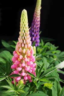 foto,tela,gratis,paisaje,fotografía,idea,Primavera de un lupine, Lupine, Rosado, Botón, Pétalo