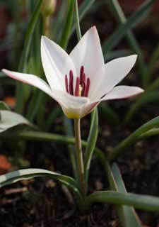 foto,tela,gratis,paisaje,fotografía,idea,Primavera de un tulipán, , Tulipán, Blanco, Flor