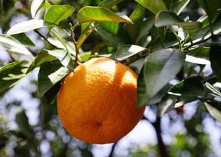 foto,tela,gratis,paisaje,fotografía,idea,Una cosecha de natsudaidai cítrico, Fruta, Frutas cítricas, , Mandarín naranja