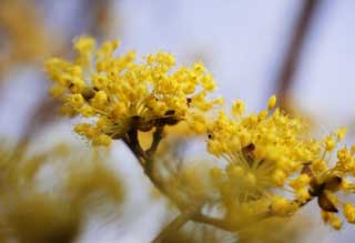 foto,tela,gratis,paisaje,fotografía,idea,Un floret amarillo de la primavera, Póngase amarillo, Flor, Floret, En primavera