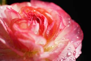 foto,tela,gratis,paisaje,fotografía,idea,Rosado de un ranunculus, Ranunculus, Rosado, Pétalo, Caiga