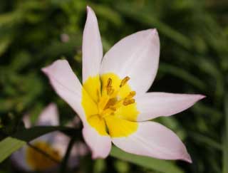 foto,tela,gratis,paisaje,fotografía,idea,Una flor de la primavera, Blanco, Póngase amarillo, Pétalo, Estambre