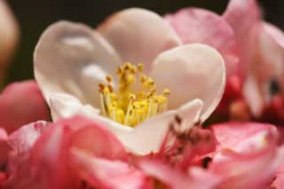 foto,tela,gratis,paisaje,fotografía,idea,Una flor blanca de unos membrillos floreciendo, Me pongo senil, , Membrillos floreciendo, Blanco