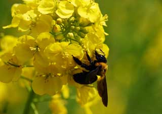 foto,tela,gratis,paisaje,fotografía,idea,Una carpintero abeja y una violación, Flor de violación, Abeja de oso, Abeja, 