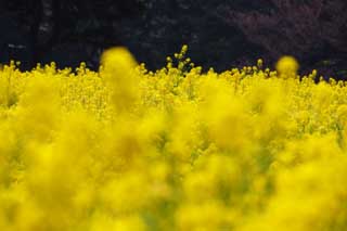 foto,tela,gratis,paisaje,fotografía,idea,Una violación, Flor de violación, NanoHana, Póngase amarillo, 