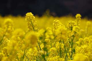 foto,tela,gratis,paisaje,fotografía,idea,Una violación, Flor de violación, NanoHana, Póngase amarillo, 