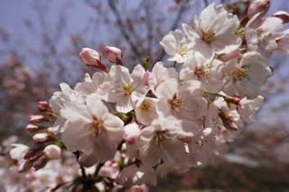 foto,tela,gratis,paisaje,fotografía,idea,El cerezo que se acerca, Cerezo, , , Cerezo de Yoshino