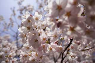 foto,tela,gratis,paisaje,fotografía,idea,Un árbol de cerezo florece, Cerezo, , , Cerezo de Yoshino