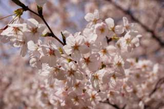 foto,tela,gratis,paisaje,fotografía,idea,Un árbol de cerezo florece, Cerezo, , , Cerezo de Yoshino