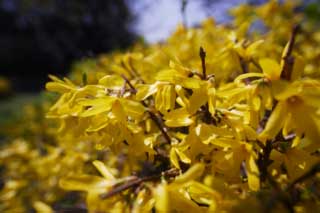 foto,tela,gratis,paisaje,fotografía,idea,Forsitias llorando, Forsitias llorando, , Póngase amarillo, Forsythisuspensa