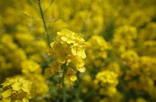 foto,tela,gratis,paisaje,fotografía,idea,Una violación, Flor de violación, NanoHana, Póngase amarillo, 