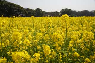 foto,tela,gratis,paisaje,fotografía,idea,Una violación, Flor de violación, NanoHana, Póngase amarillo, 