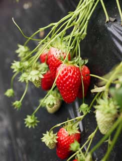 foto,tela,gratis,paisaje,fotografía,idea,Una fresa del tiempo de cosecha, Fresa, , , Fruta