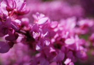 foto,tela,gratis,paisaje,fotografía,idea,Una flor rosa, Rosado, Frijol, En primavera, Pétalo