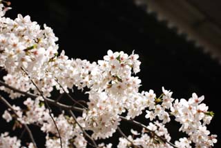 foto,tela,gratis,paisaje,fotografía,idea,Un cerezo del Palacio Imperial, Cerezo, Pétalo, , 