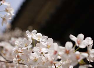 foto,tela,gratis,paisaje,fotografía,idea,Un cerezo del Palacio Imperial, Cerezo, Pétalo, , 