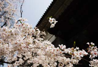 foto,tela,gratis,paisaje,fotografía,idea,Un cerezo del Palacio Imperial, Cerezo, Pétalo, , 