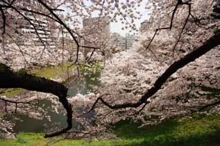 foto,tela,gratis,paisaje,fotografía,idea,Un cerezo del Palacio Imperial, Cerezo, Pétalo, , 