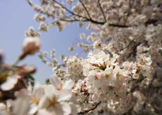 foto,tela,gratis,paisaje,fotografía,idea,Un cerezo en el orgullo lleno, Cerezo, Pétalo, , 