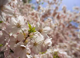 foto,tela,gratis,paisaje,fotografía,idea,Un cerezo en el orgullo lleno, Cerezo, Pétalo, , 