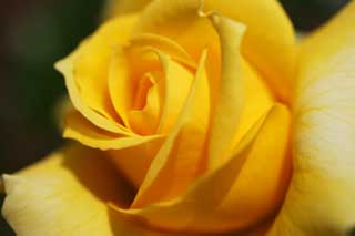 foto,tela,gratis,paisaje,fotografía,idea,Una rosa amarilla, Póngase amarillo, Pétalo, Rosa, 