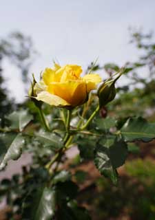 foto,tela,gratis,paisaje,fotografía,idea,Primavera de una rosa amarilla, Póngase amarillo, Pétalo, Rosa, 