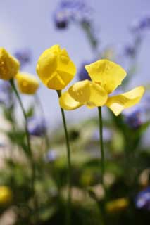 foto,tela,gratis,paisaje,fotografía,idea,Una flor amarilla, Póngase amarillo, Pétalo, Floret, Cielo azul