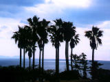 fotografia, materiale, libero il panorama, dipinga, fotografia di scorta,Alberi di Palma, mare, cielo, , 