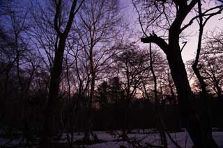 fotografia, materiale, libero il panorama, dipinga, fotografia di scorta,Alberi della mattina ardono, Il bagliore di mattina, ramo, silhouette, pianta di indaco naturale