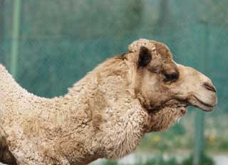 photo,material,free,landscape,picture,stock photo,Creative Commons,A camel, camel, , , neck