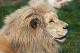 photo,material,free,landscape,picture,stock photo,Creative Commons,A white lion, white lion, , LION, king of beasts