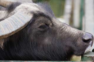 photo,material,free,landscape,picture,stock photo,Creative Commons,A buffalo, grazing animal, corner, horn, BAFFALO