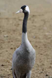 photo,material,free,landscape,picture,stock photo,Creative Commons,A crane, crane, string, , bird