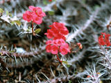 photo, la matière, libre, aménage, décrivez, photo de la réserve,Fleurs rouges épineuses, rouge, épine, , 