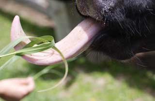 photo,material,free,landscape,picture,stock photo,Creative Commons,Cow tongue, , cow, , Holstein