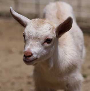 photo,material,free,landscape,picture,stock photo,Creative Commons,A kid, goat, , , kid