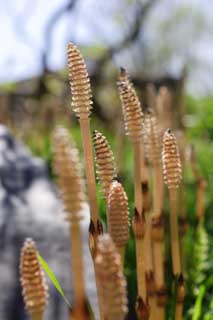 foto,tela,gratis,paisaje,fotografía,idea,Un horsetail de campo, Horsetail, Horsetail de campo, , 