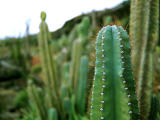 photo, la matière, libre, aménage, décrivez, photo de la réserve,Solitude dans les masses, cactus, épine, , 